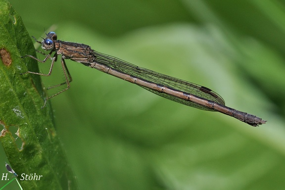 Sibirische Winterlibelle (Sympecma paedisca)